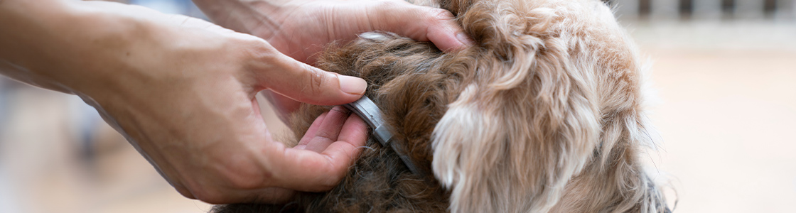 Cane copertina articolo approfondimenti MYPETCLINIC sulla Leishmaniosi nel cane