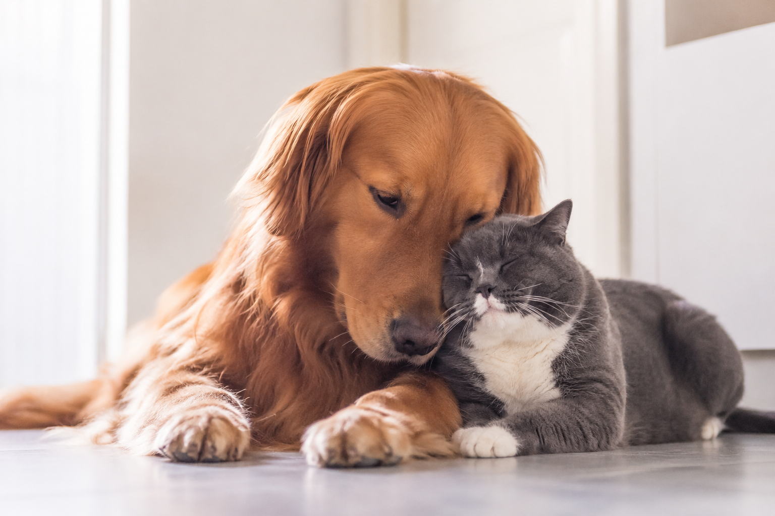 Pronto soccorso pet: la guida essenziale per salvare la vita al tuo migliore amico
