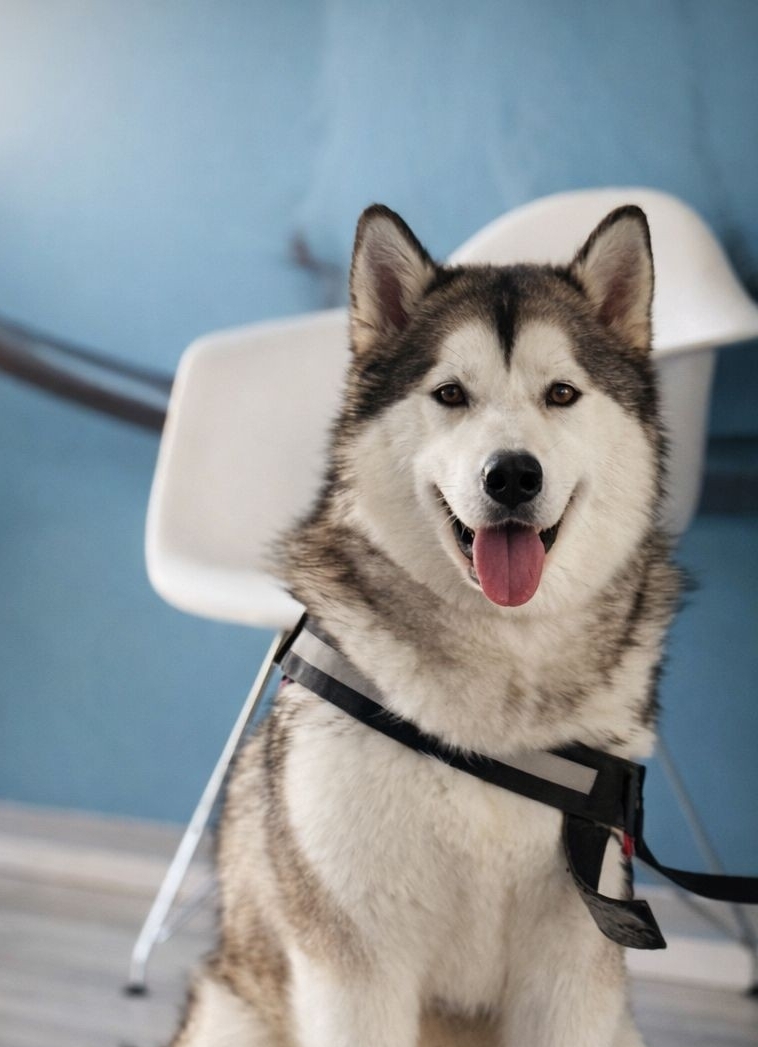 il-cane-che-non-conosci-5-verita-sorprendenti-per-una-felicita-specie-specifica