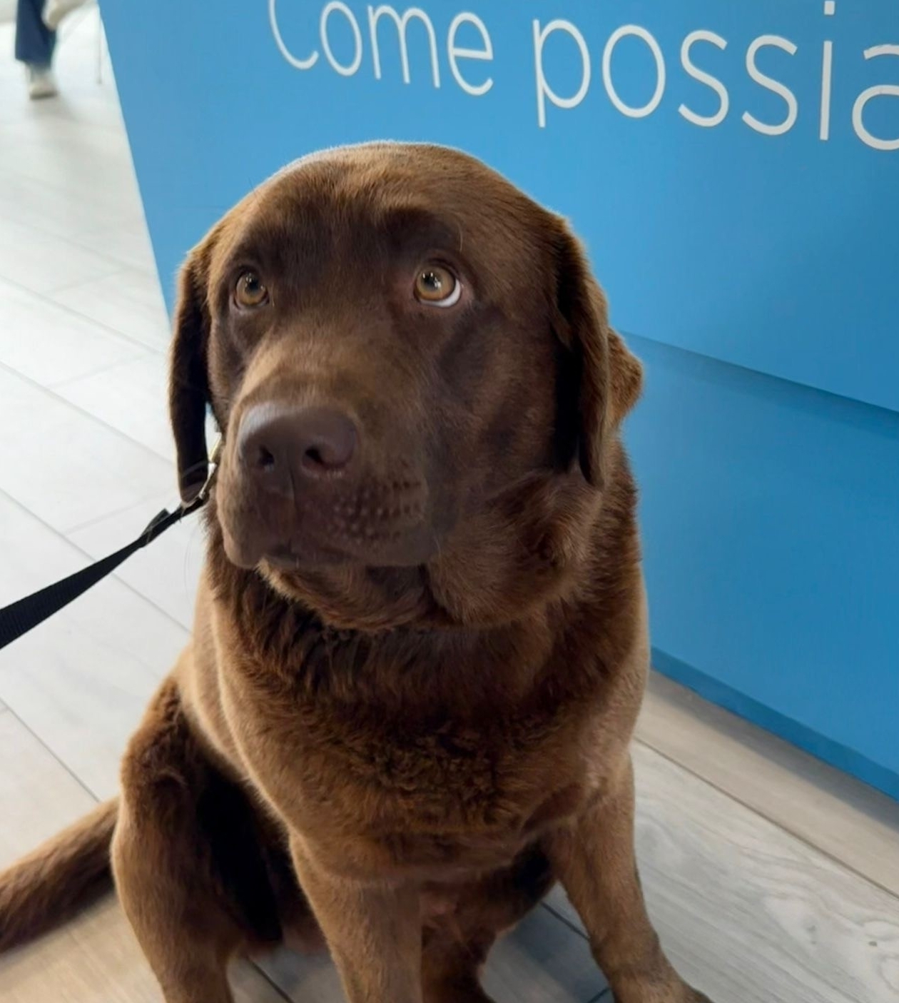 cane-come-somministrare-i-farmaci-prescritti